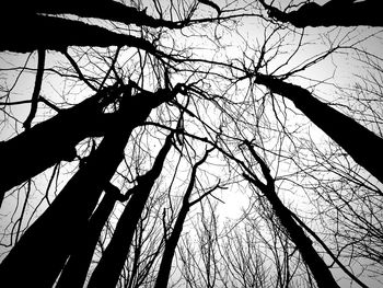 Low angle view of silhouette bare tree against sky