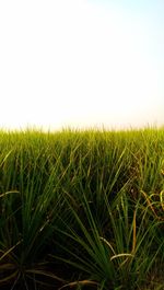 Crops growing on field against clear sky