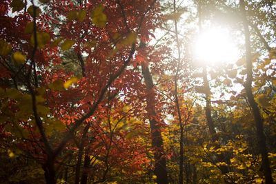 Sun shining through trees