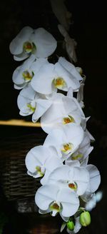 Close-up of white flowering plant against black background