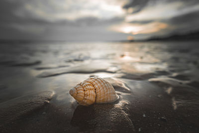 Close-up of shell on a beach