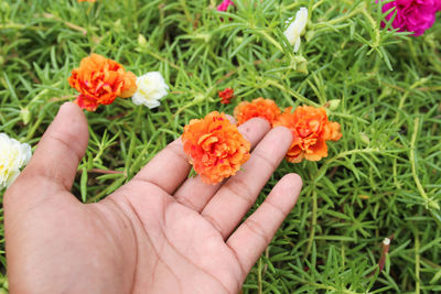 Close-up of hand holding orange rose flower