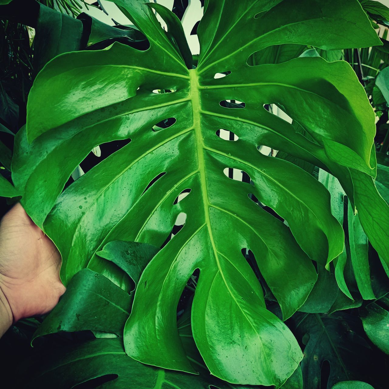 HIGH ANGLE VIEW OF HAND LEAVES