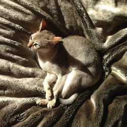 Close-up of a dog resting