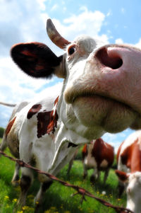 Portrait of cow against sky