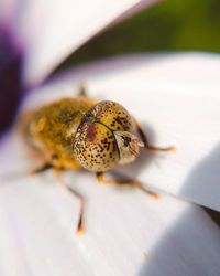 Close-up of bee on flower
