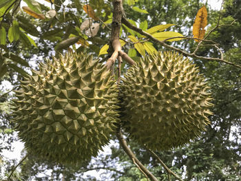 Low angle view of fruits growing on tree