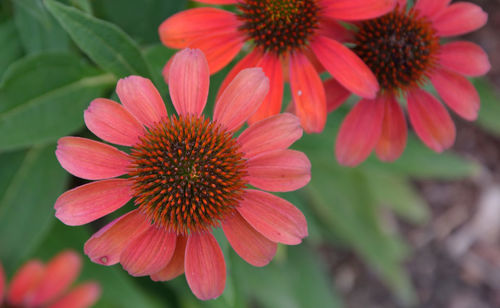 Close-up of red flower