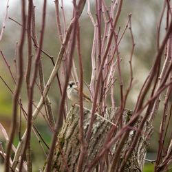 Close-up of plants against trees
