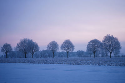 Trees on field against sky during winter