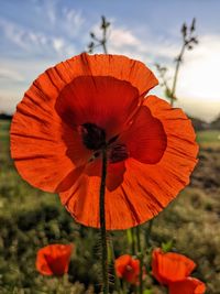 Poppy crossed by the fiery light of a sunset