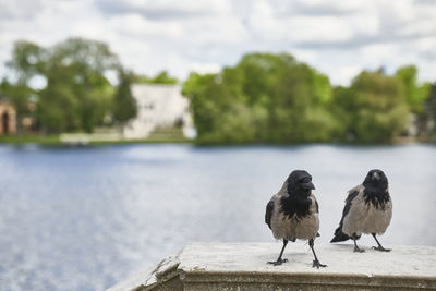 Birds perching on a wall