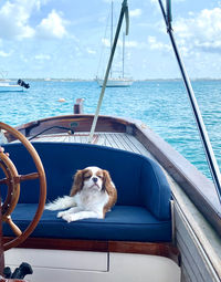 Dog on boat in sea against sky