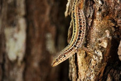 Close-up of tree trunk