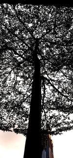 Low angle view of silhouette tree against sky