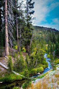 Pine trees in forest