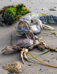 Crab feeding on dead fish