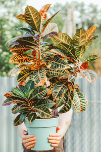 A woman holds a potted croton flower. the concept of beautiful indoor plants as a gift, hobby