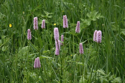 Close-up of purple flowering plants on field