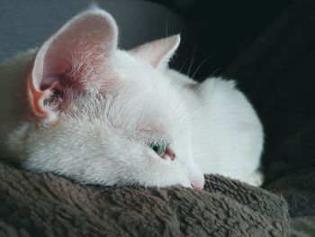 White cat gazing from a soft brown blanket