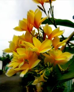 Close-up of yellow flowers blooming outdoors