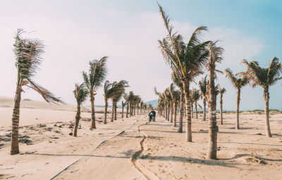 Palm trees on beach against sky