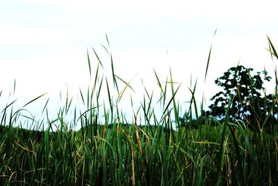 Close-up of grass on field against sky