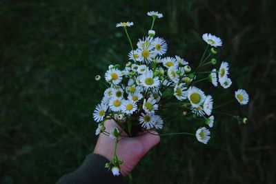 Close-up of hand holding flowers