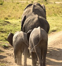 Elephant in a field