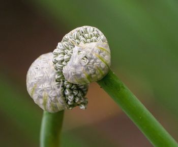 Close-up of allium flower buds. nature's kiss.