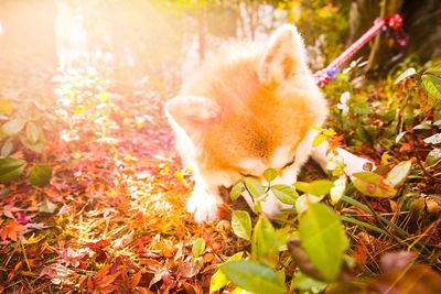 Dog lying down on grass