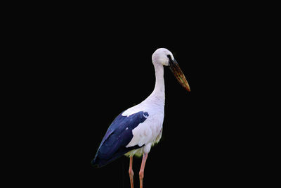 Close-up of a bird