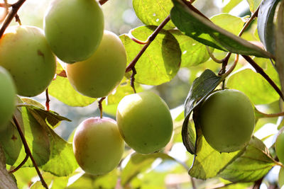 Close-up of fruits growing on tree