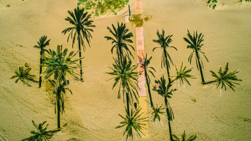 High angle view of palm trees on sand at beach