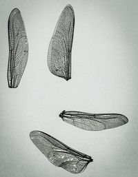 Close-up of paper over white background