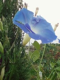 Close-up of flowers blooming outdoors