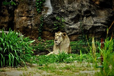 Male white lion looking away in forest