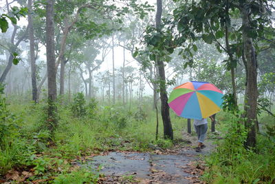 View of multi colored umbrella in forest