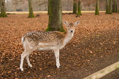 Portrait of deer standing in forest