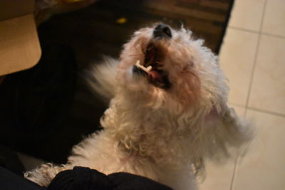 High angle view of dog relaxing at home