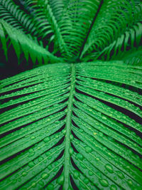 Close-up of green leaves