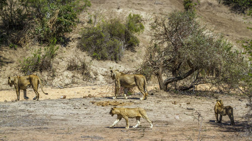 Lioness walking on land