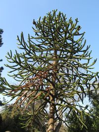 Low angle view of tree against clear sky