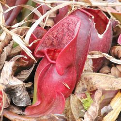 Close-up of red chili peppers