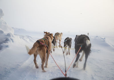 A beautiful husky dog team pulling a sled in beautiful norway morning scenery. 