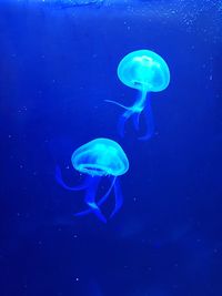 Jellyfish in sea