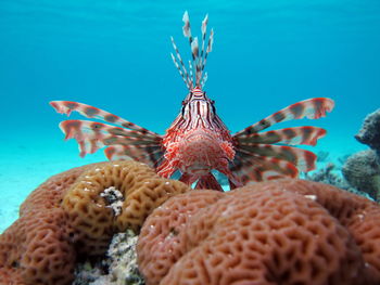 Close-up of fish swimming in sea