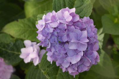 Close-up of purple flowering plant