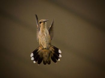 Close-up of bird flying