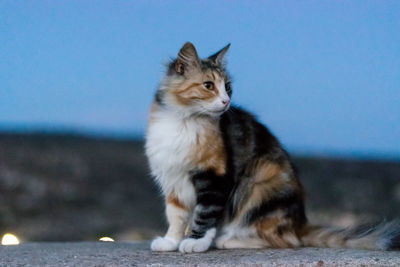 Cat looking away while sitting against sky